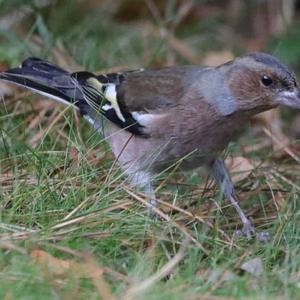 Eurasian Chaffinch