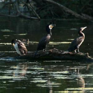 Great Cormorant