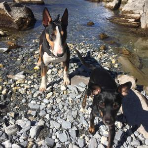 Miniature Bull Terrier