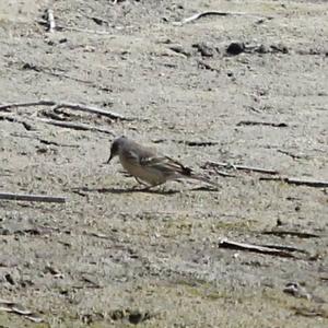 Water Pipit