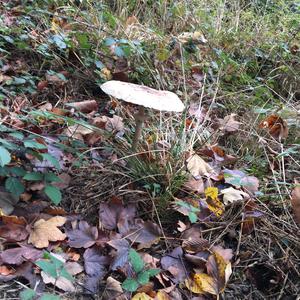 Parasol Mushroom