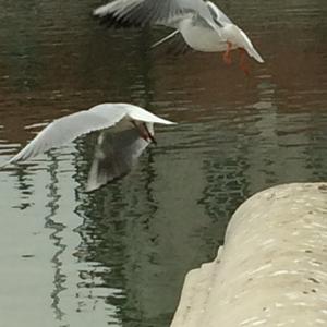 Black-headed Gull