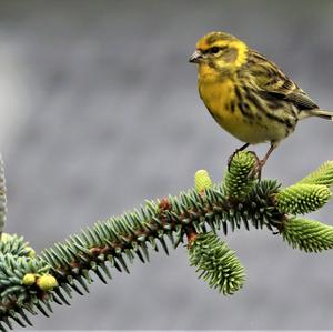 Eurasian Siskin