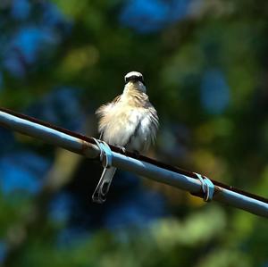 Red-backed Shrike