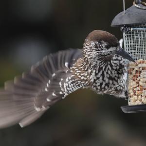 Spotted Nutcracker