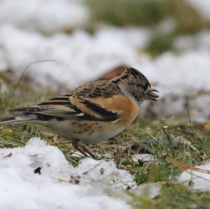 Brambling