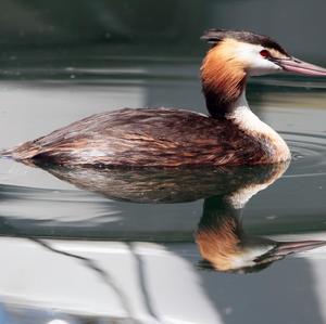 Great Crested Grebe