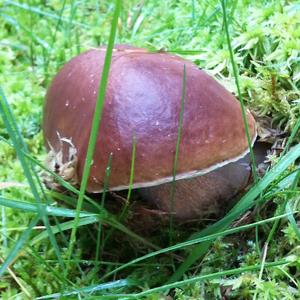 King Bolete