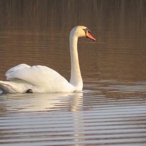 Höckerschwan