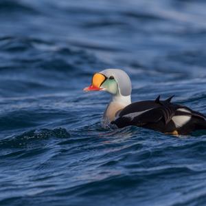 King Eider