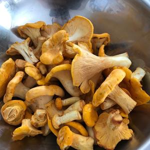 Chanterelle, Common