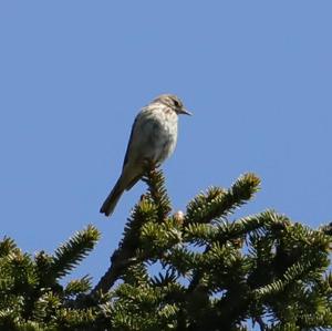 Tree Pipit