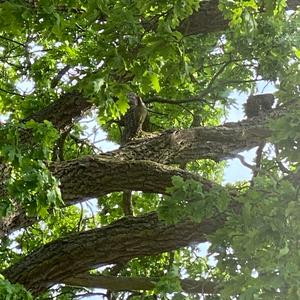 Eurasian Green Woodpecker