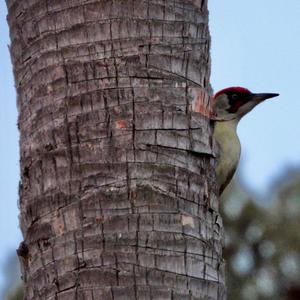 Eurasian Green Woodpecker