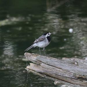 White Wagtail