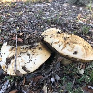 Bay Bolete