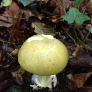 Death Cap