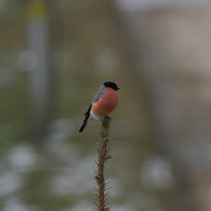 Eurasian Bullfinch