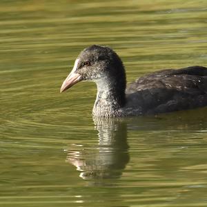 Common Coot