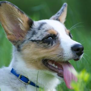 Welsh Corgi (Cardigan)