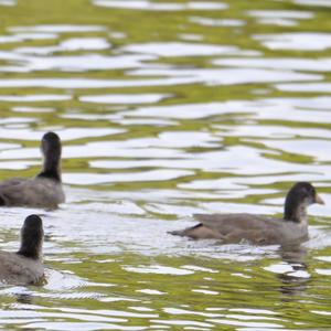 Common Coot