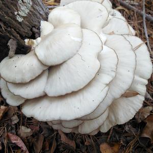 Oyster Mushroom