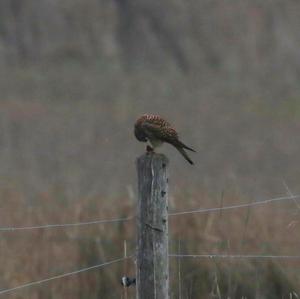 Common Kestrel