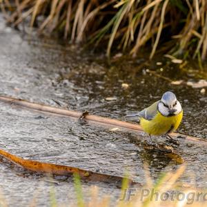 Blue Tit