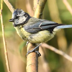 Blue Tit