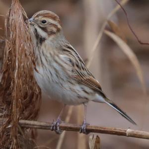 Reed Bunting