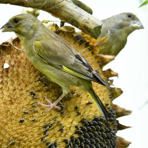 European Greenfinch