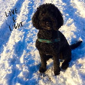 Unknown Breed