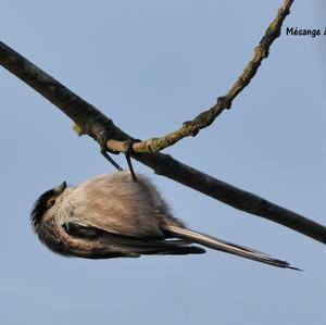 Long-tailed Tit