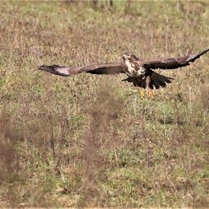 Common Buzzard