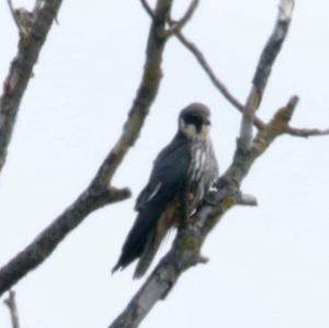 Eurasian Hobby