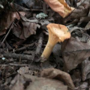 Chanterelle, Common