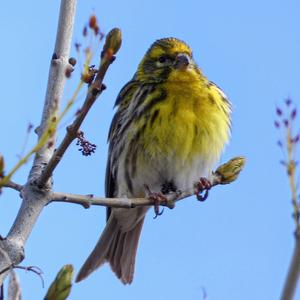 European Serin