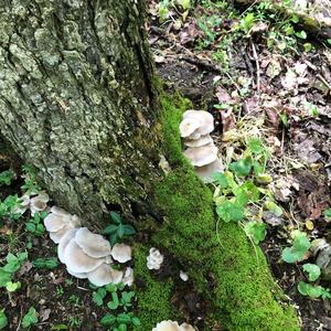 Oyster Mushroom