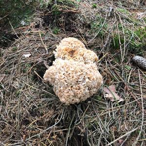 Eastern Cauliflower Mushroom