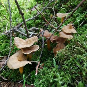 Trumpet Chanterelle