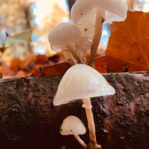 Porcelain Fungus