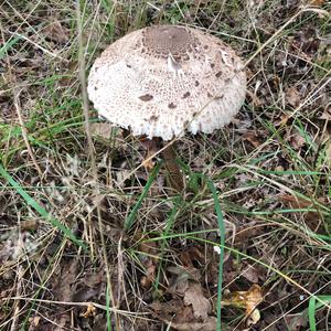 Parasol Mushroom