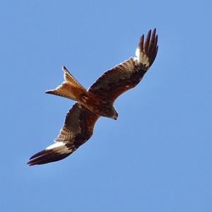 Red Kite