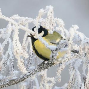 Great Tit