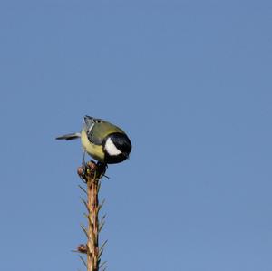 Great Tit