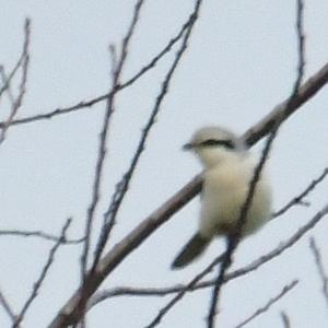 Great Grey Shrike