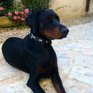 Doberman Pinscher