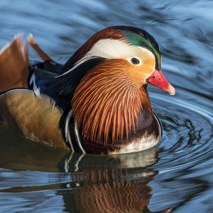 Mandarin Duck