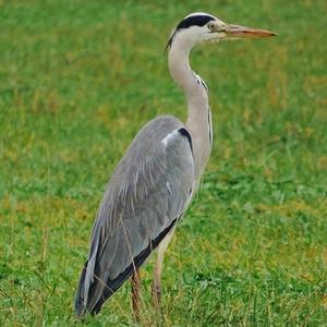 Grey Heron