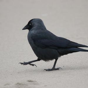 Eurasian Jackdaw